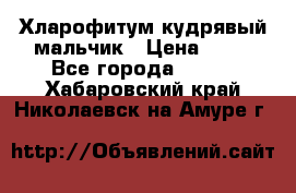 Хларофитум кудрявый мальчик › Цена ­ 30 - Все города  »    . Хабаровский край,Николаевск-на-Амуре г.